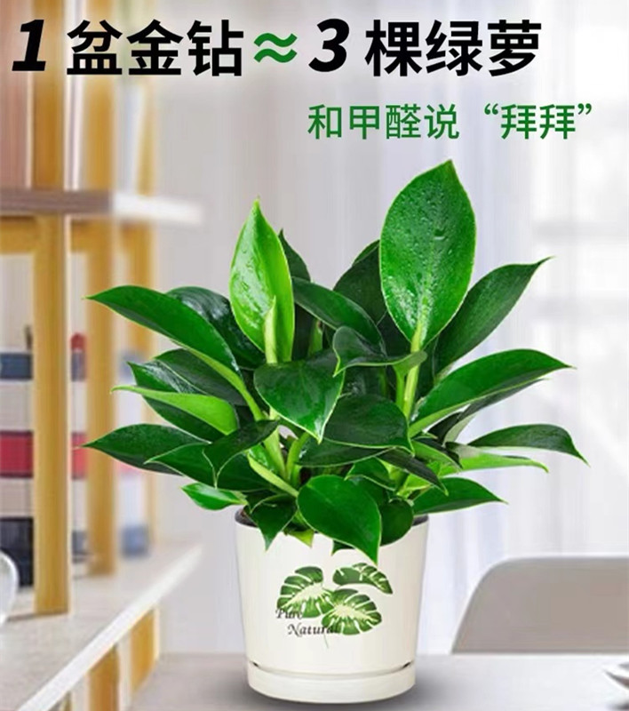 铂金钻盆栽植物绿萝箩水培绿植发财树花卉多肉办公室内去吸除甲醛-图0