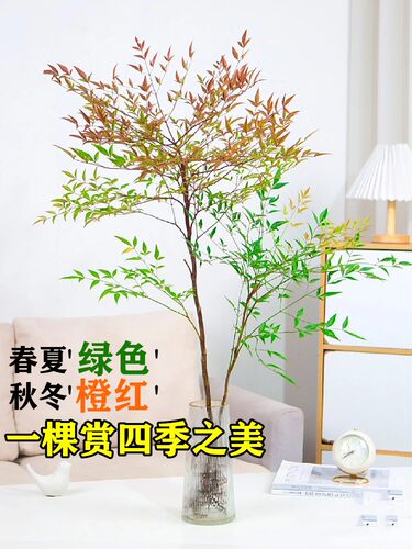南天竹盆栽水培绿植物火焰红水养室内花卉蓝天竹吊钟马醉木南天竺 - 图1