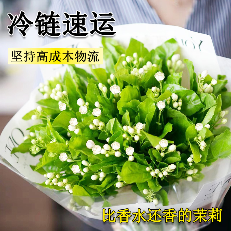 茉莉花鲜花云南基地直发家用插花水培植物鲜切花卉带花苞花束速递 - 图2