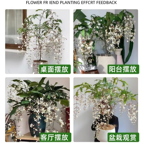 垂丝茉莉盆栽带花苞老桩绿植阳台四季开花进口垂吊植物风车茉莉花 - 图3