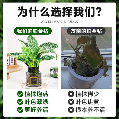 铂金钻水培植物大叶金钻绿公主盆栽绿箩植物室内净空气花卉绿植 - 图1