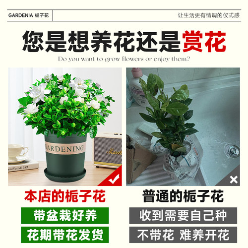 栀子花盆栽四季开花卉大全树苗室内绿植好养易活适合的懒人茉莉花 - 图1