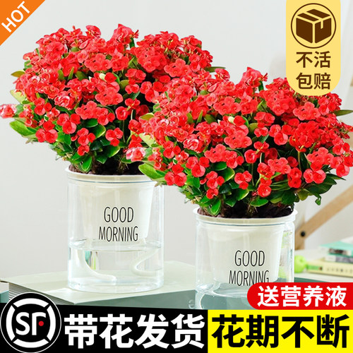 大叶铁海棠盆栽花卉室内盆景绿植四季开花大花虎刺梅阳台花卉植物 - 图0