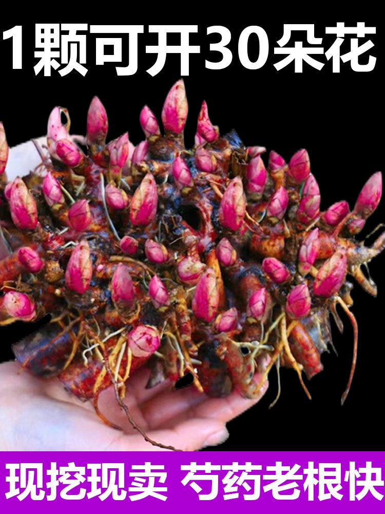 芍药花苗根块四季开花易活多年生带芽根块重瓣花卉阳台庭院种植。