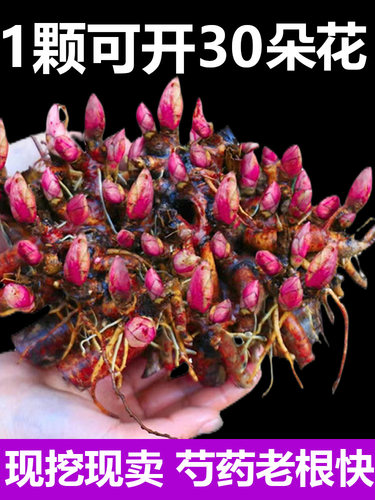 芍药花苗根块四季开花易活多年生带芽根块重瓣花卉阳台庭院种植。 - 图3