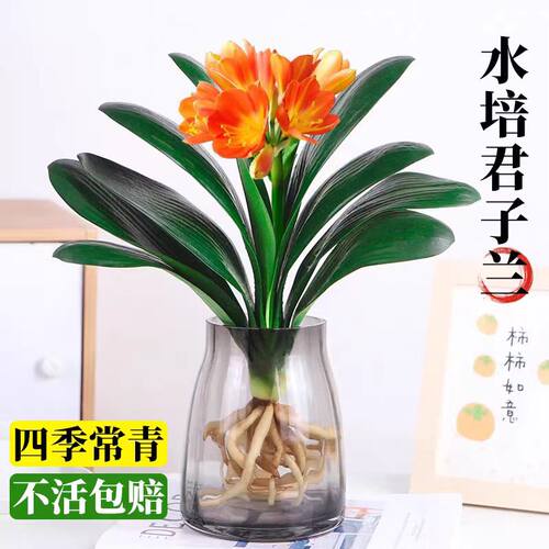 精品君子兰盆栽水培植物带花苞室内桌面名贵花卉四季好养多肉绿植 - 图1