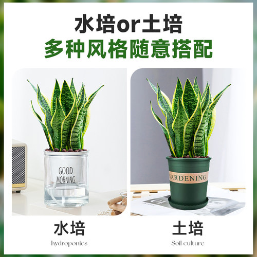 金边虎皮兰盆栽多肉易活水培植物绿植办公室内花卉大全客厅虎尾兰 - 图2