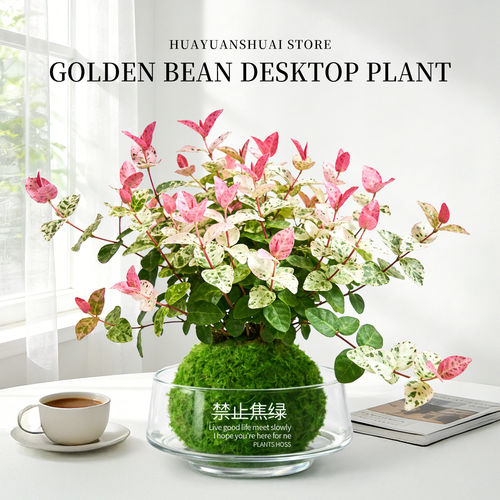 花叶络石水培植物办公室桌面盆栽苔藓球彩色花卉吊兰绿植净化空气 - 图0