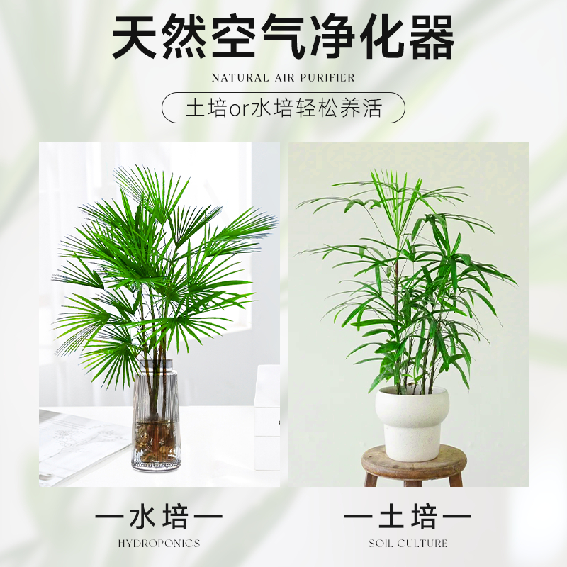 富贵竹水培植物室内好养客厅大型招财旺宅金山棕竹盆栽水竹子绿植
