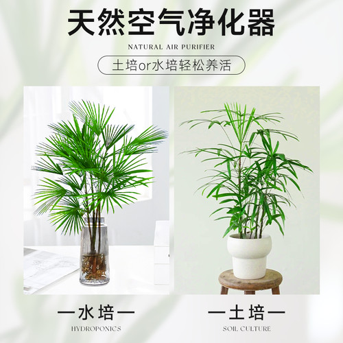 富贵竹水培植物室内好养客厅大型招财旺宅金山棕竹盆栽水竹子绿植 - 图2