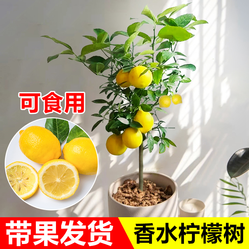 香水柠檬树盆栽可食用绿植老桩苗花卉植物室内花阳台四季好养易活-图2