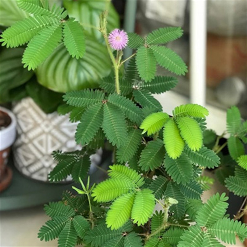 害羞草种子含羞草盆栽植物套餐阳台绿植花卉种子薄荷种籽四季易种 - 图1