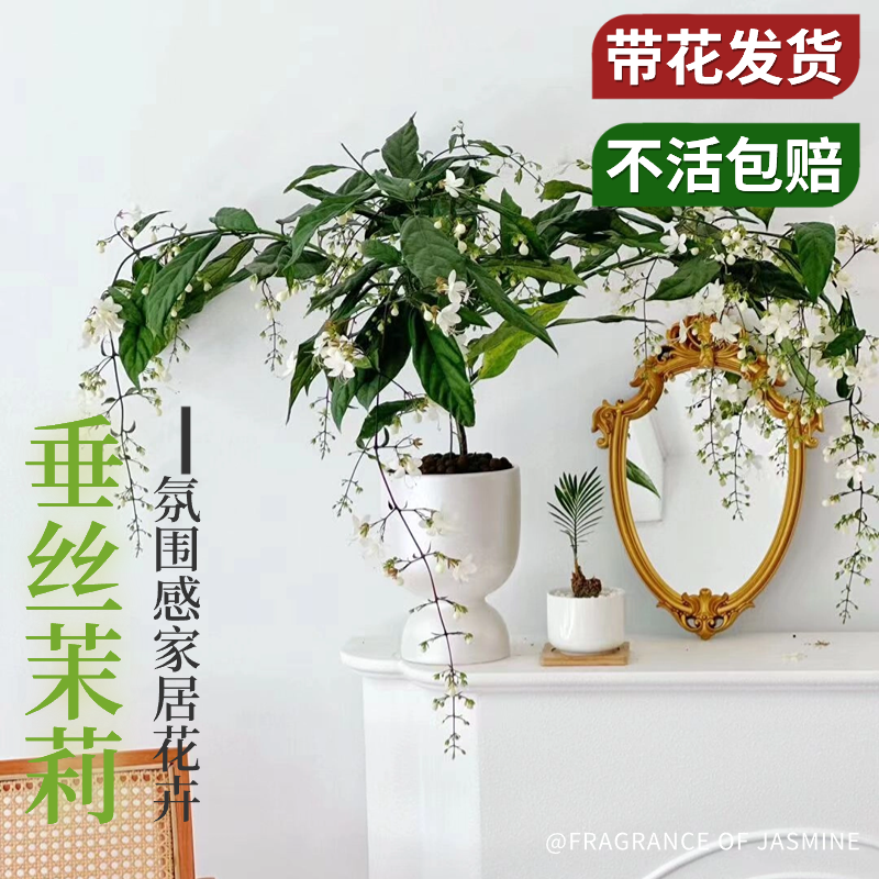  爱你一万年花卉
