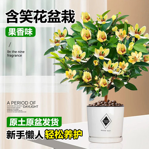 含笑花盆栽树苗带花苞香蕉花浓香室内外阳台庭院地栽四季开花植物 - 图0