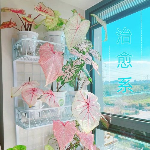 彩叶芋盆栽水培植物室内好养粉色飞溅海芋竹芋类彩色花卉绿植大全 - 图2