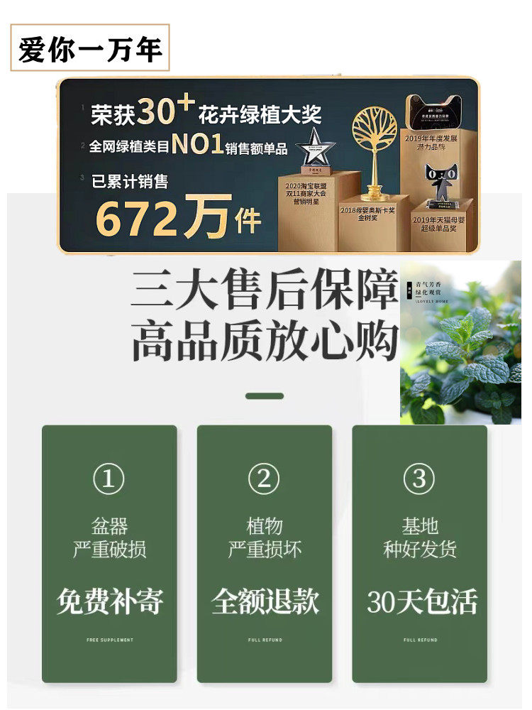 龟背竹大型绿植室内客厅大叶吸甲醛 爱你一万年绿植