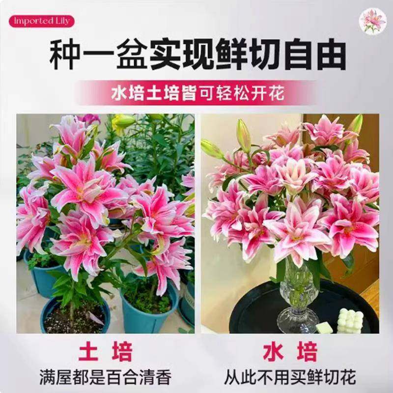进口重瓣香水百合花种球四季好养开花水培鲜花盆栽绿植庭院花种籽,淘宝优惠券,粉丝福利购,淘宝优惠卷