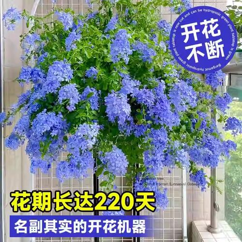 棒棒糖蓝雪花盆栽带花苞大苗阳台花卉绿植物四季开花好养独杆老桩 - 图1