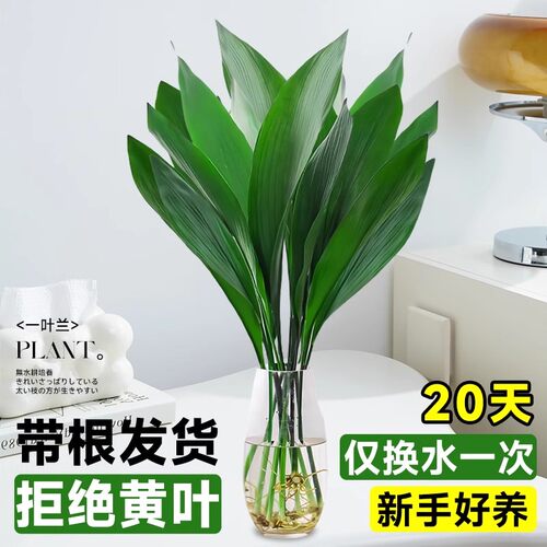 一叶兰水培植物盆栽水养绿植四季常青室内办公室桌面大叶净化空气 - 图1