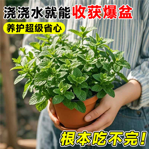 薄荷迷迭香盆栽可食用新鲜苗薄荷叶绿植室内客厅桌面盆栽四季好养 - 图2