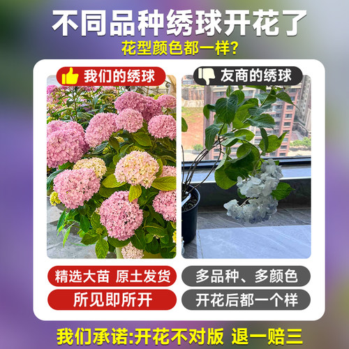 绣球花苗四季盆栽无尽夏小苗庭院开花办公室内花卉绿植物好养易活 - 图1