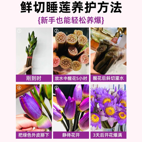 紫色睡莲鲜花云南基地直发鲜切花花束荷花莲花水培植物带花苞插花 - 图3