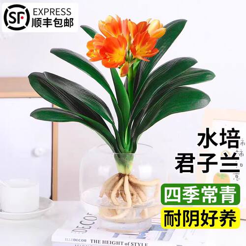 精品君子兰盆栽水培植物带花苞室内桌面名贵花卉四季好养多肉绿植 - 图0