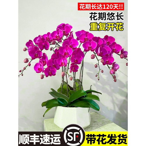 蝴蝶兰花苗带花苞盆栽客厅兰花室内植物花卉四季好养活石斛兰绿植 - 图2