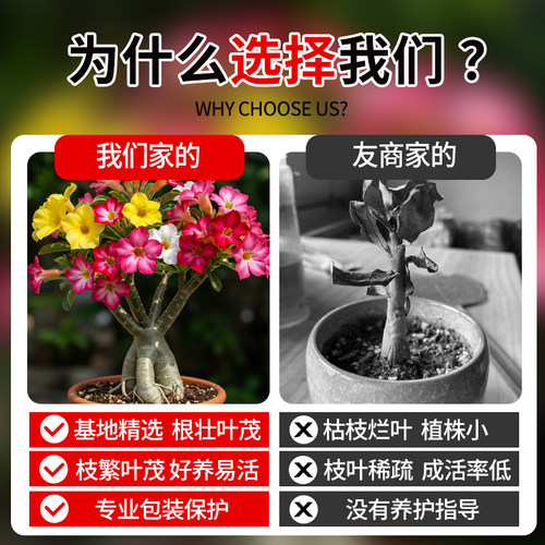 沙漠玫瑰盆栽重瓣带花苞特大号多肉植物室内绿植精品十年老桩盆景 - 图0