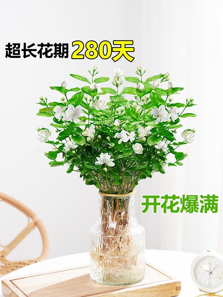  爱你一万年花卉