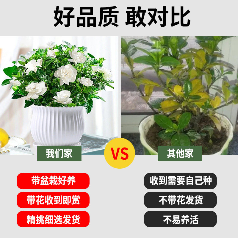  爱你一万年绿植