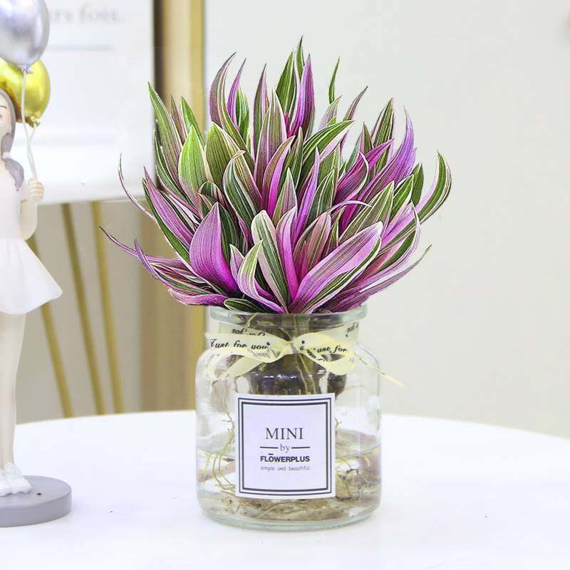  爱你一万年绿植