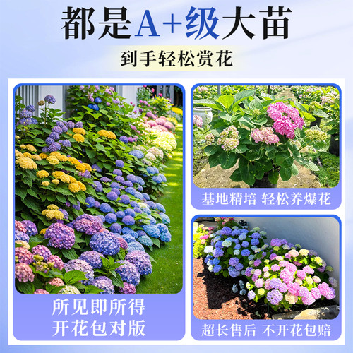 绣球花苗植物无尽夏开花好养的花四季不断盆栽花卉植物室内易养活 - 图1