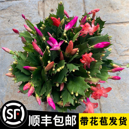 新品重瓣蟹爪兰莲苗盆栽带花苞多色花卉室内阳台小叶植物四季开花 - 图0