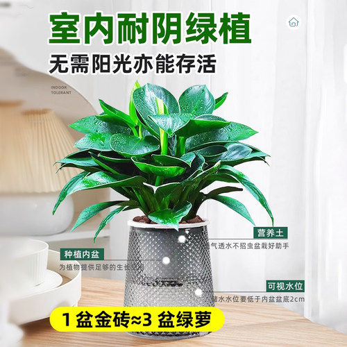 大叶金钻绿公主盆栽带花苞绿萝水培植物室内花卉桌面绿植四季好养 - 图1