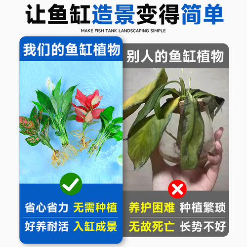 水培植物室内好养绿植鱼缸水草和鱼共养绿萝富贵竹铜钱草造景专用 - 图2