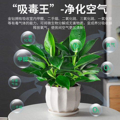 铂金钻盆栽植物绿萝箩水培绿植万年青花卉多肉办公室内去吸除甲醛