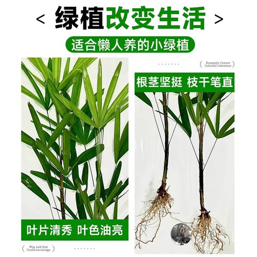 金山棕竹水培绿植客厅水养招旺财发财富贵竹室内植物大型竹子盆栽 - 图2