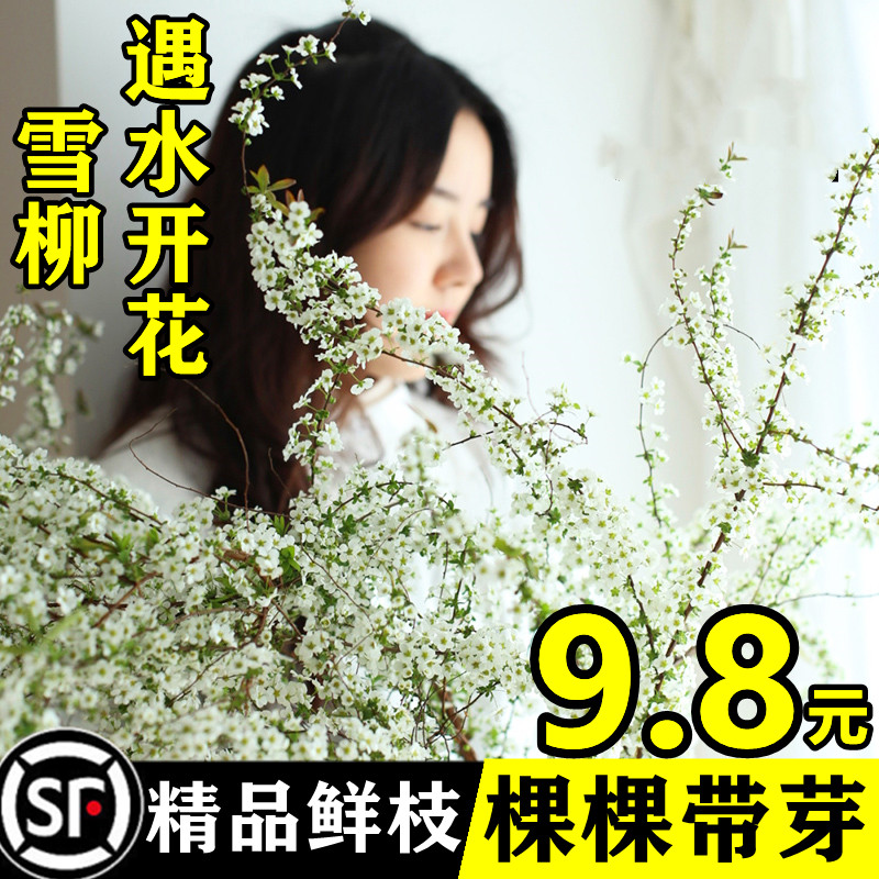 重瓣雪柳干枝支鲜枝水养插花水培植物鲜花卉室内盆栽绿植龙柳好活 - 图2