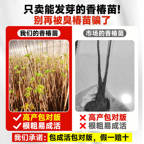正宗红油香椿苗树四川矮化红椿树苗可食用阳台种植香椿芽蔬菜种子 - 图1