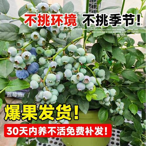 蓝莓树果苗盆栽蓝莓树苗果期带果草莓室内耐寒南北方四季结果 - 图2
