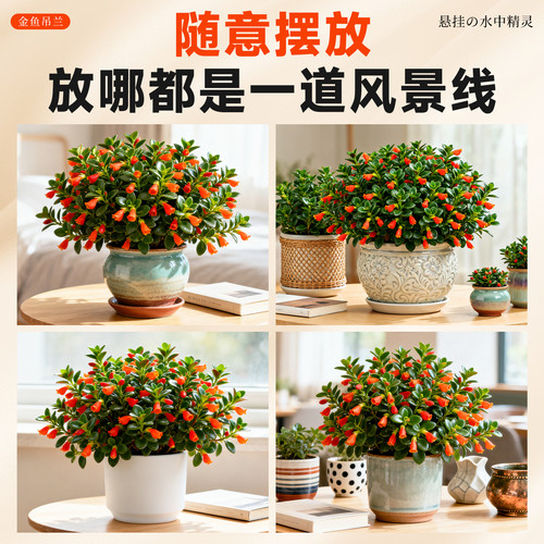 大盆金鱼吊兰盆栽带花苞室内阳台花卉客厅旺宅植物桌面绿植好养活 - 图3