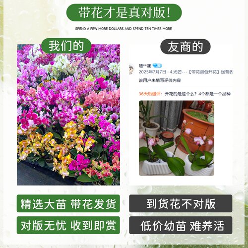 蝴蝶兰盆栽带花苞花苗带花剑兰花大苗客厅室内植物花卉四季好养活 - 图0