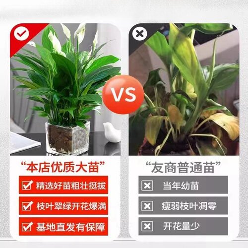 白掌一帆风顺盆栽水培植物办公室内花卉绿植绿萝箩红掌发财树鲜花 - 图0