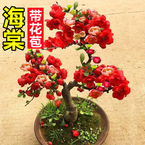 海棠花盆栽树苗盆景重瓣老桩庭院绿植物室内四季花卉开花好养 - 图3