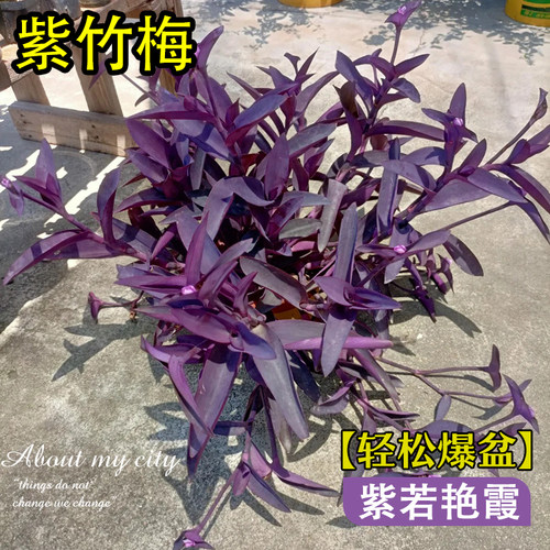 紫竹梅盆栽老桩花卉绿植吊兰植物紫罗兰室内阳台好养庭院四季垂吊 - 图0