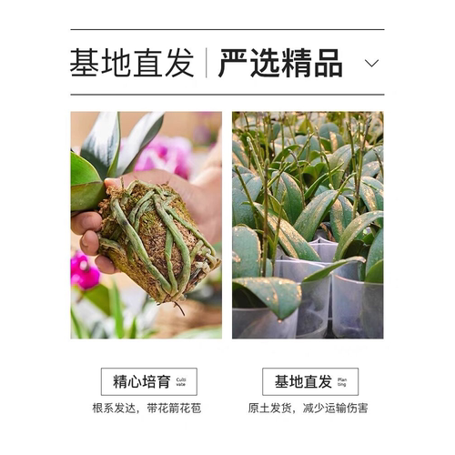 蝴蝶兰花苗带花苞盆栽客厅兰花室内植物花卉四季好养活石斛兰绿植 - 图3