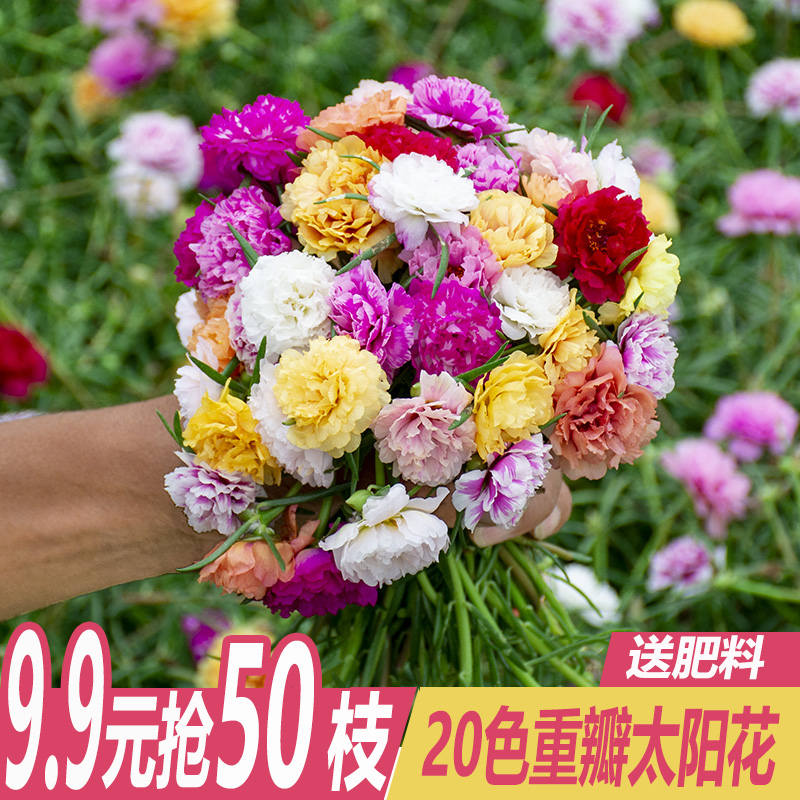 重瓣太阳花盆栽苗宿根带根带花苞四季开花植物室内室外好养花卉-图1