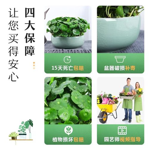 带叶铜钱草水培植物办公室内盆栽客厅桌面绿植花卉趣味水养金钱草 - 图2