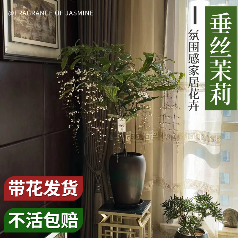  爱你一万年花卉